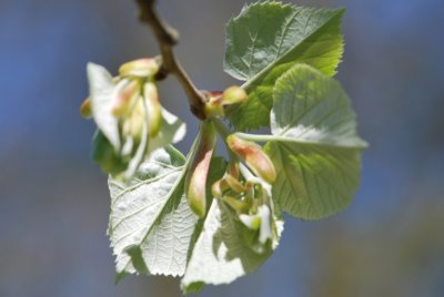 Tilia tomentosa - lípa stříbrná - jarní listy (rub)2